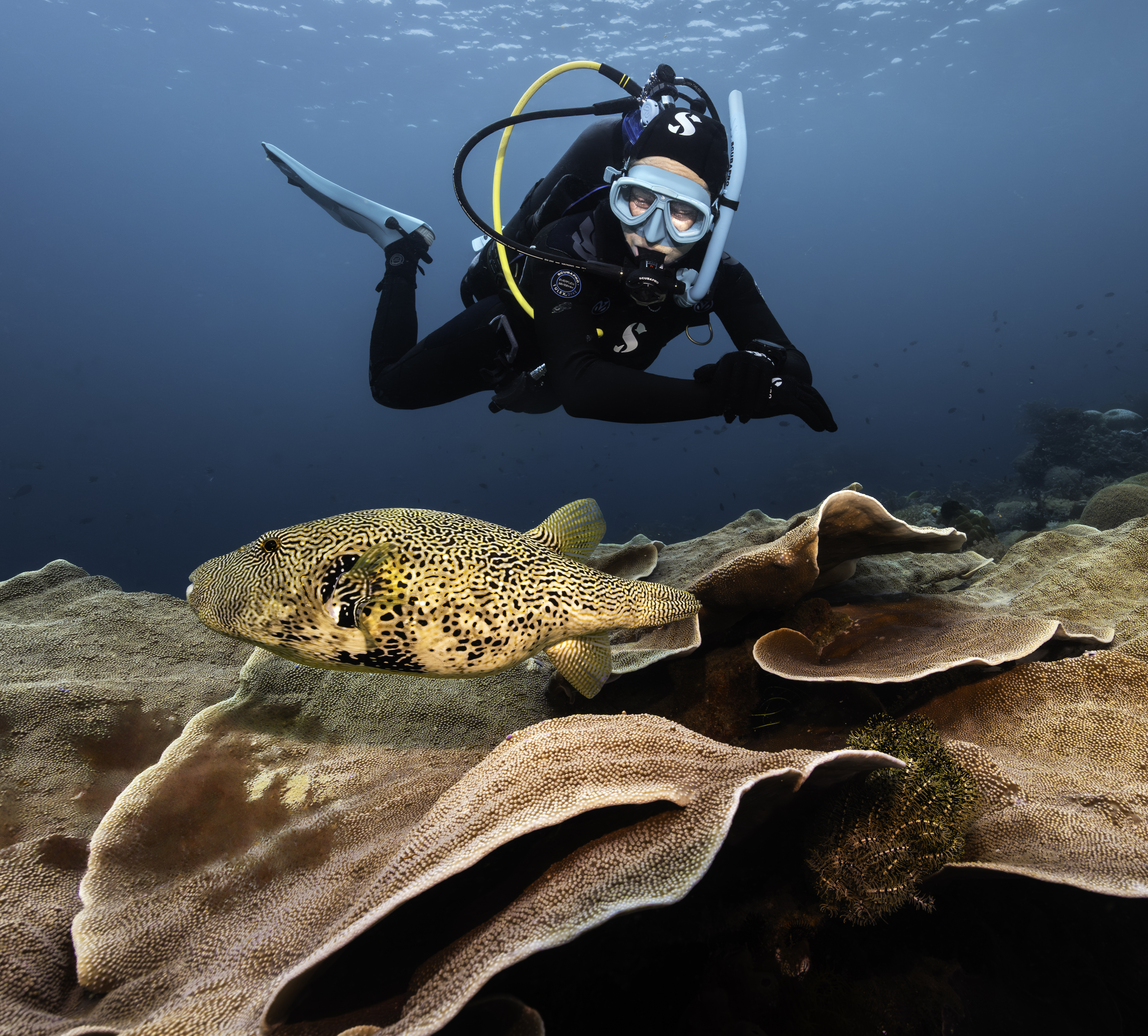 Diver in the Avelo Zone