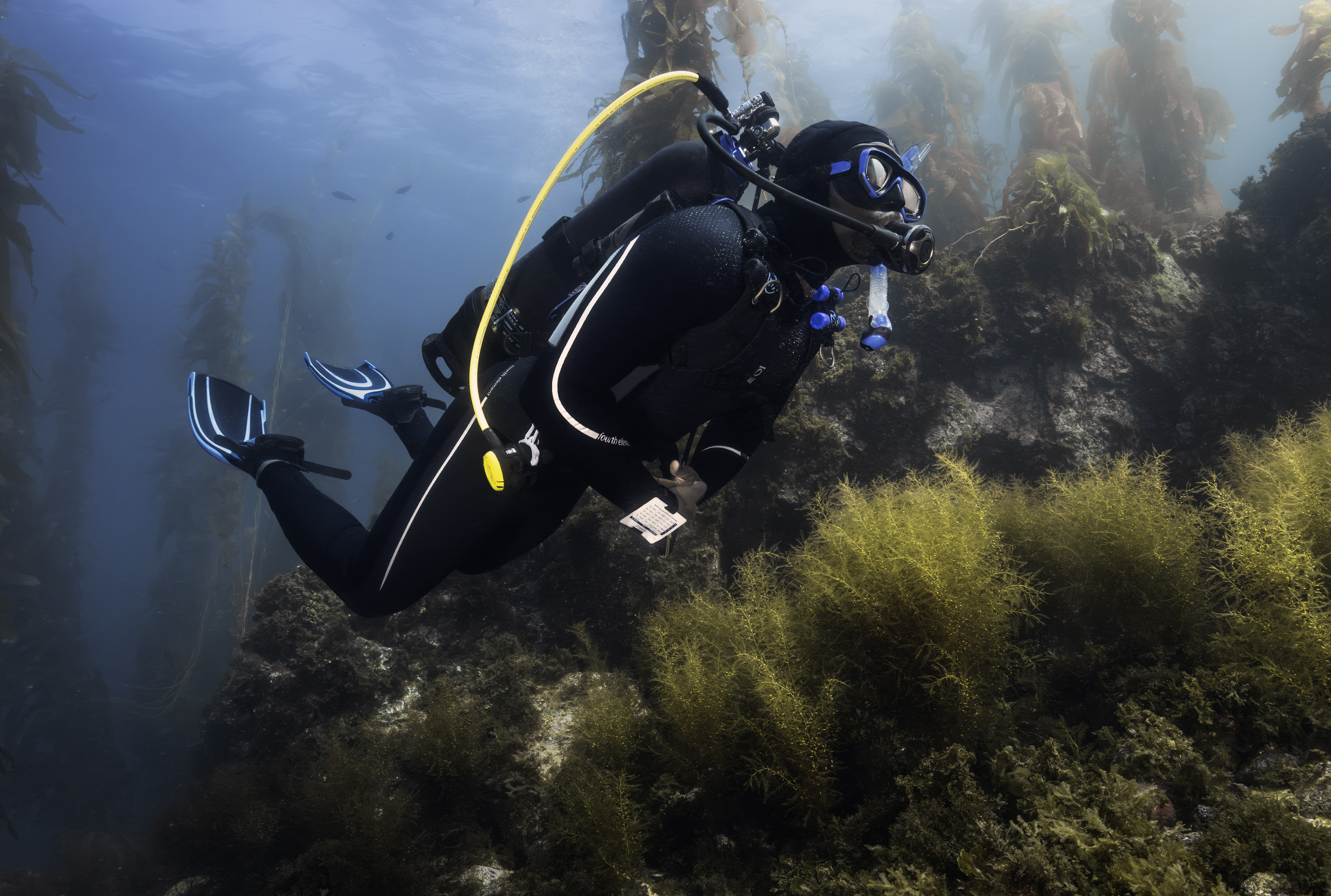 New diver experiencing Avelo