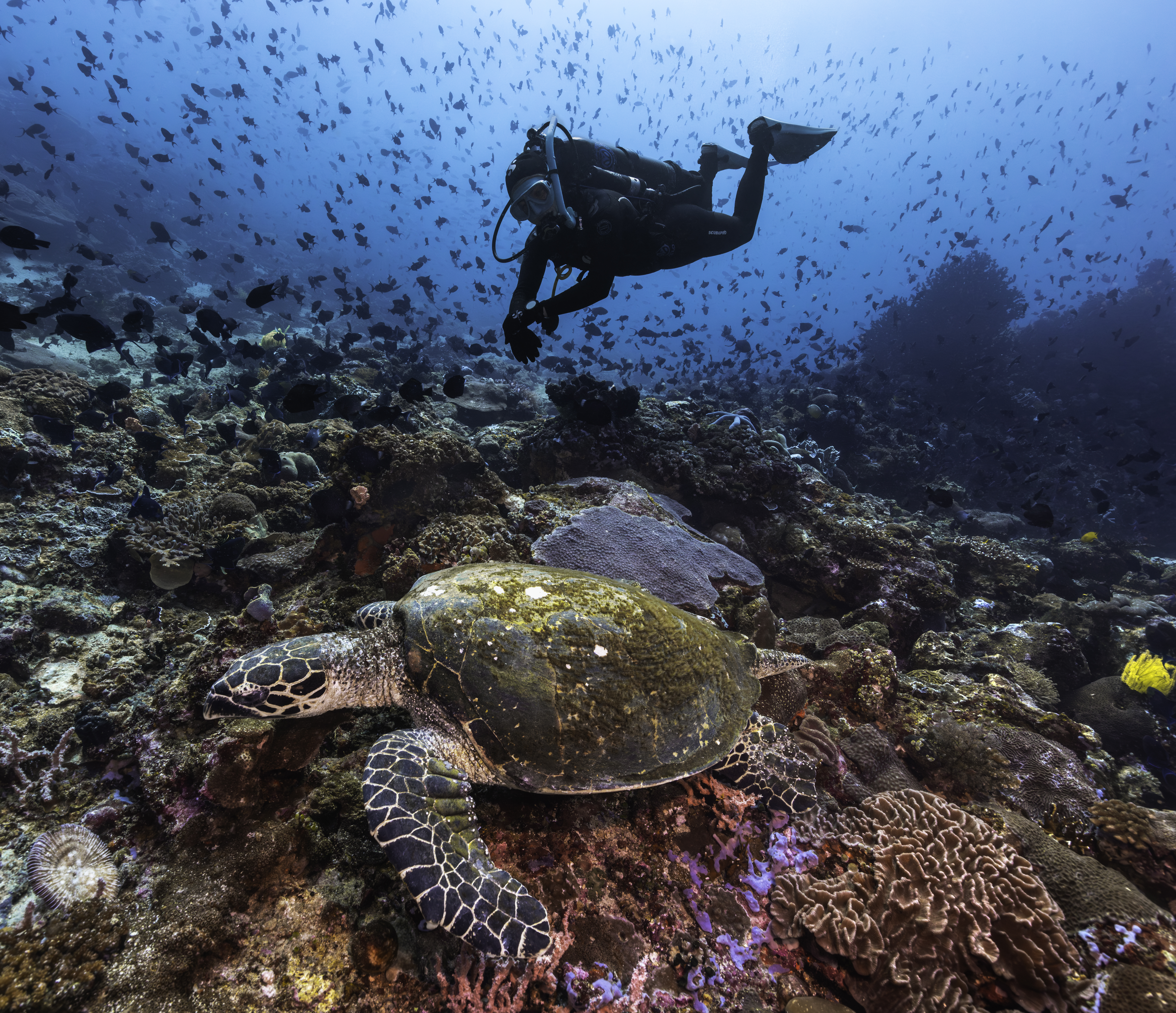 Diver underwater with Avelo