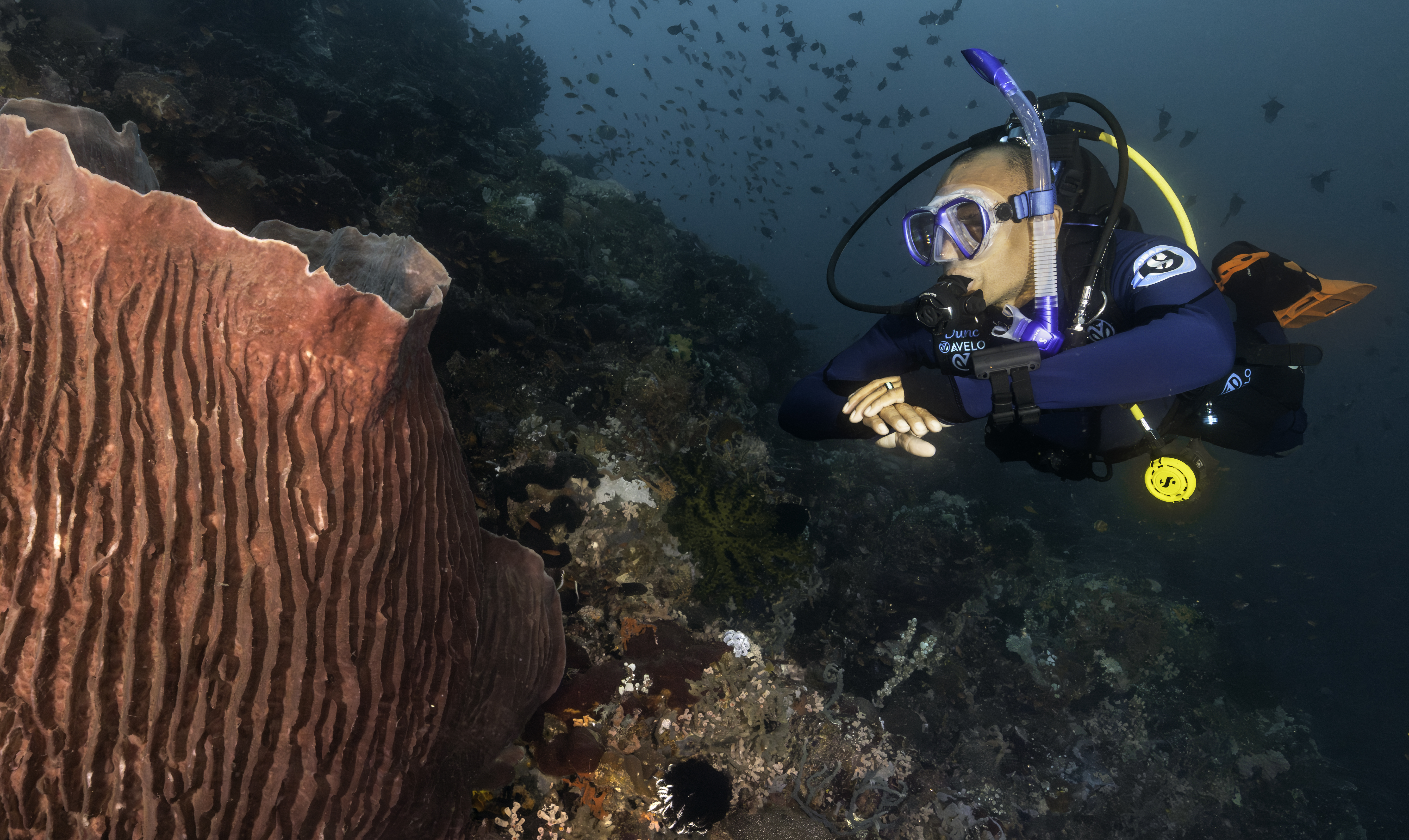 Avelo Dive Center