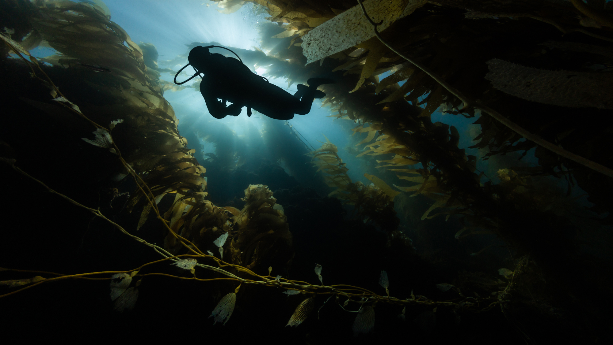 Diver in the Avelo Zone